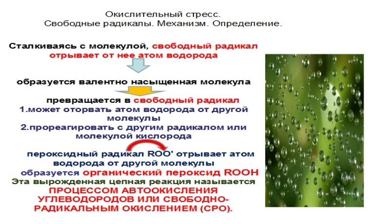 Свободные радикалы
