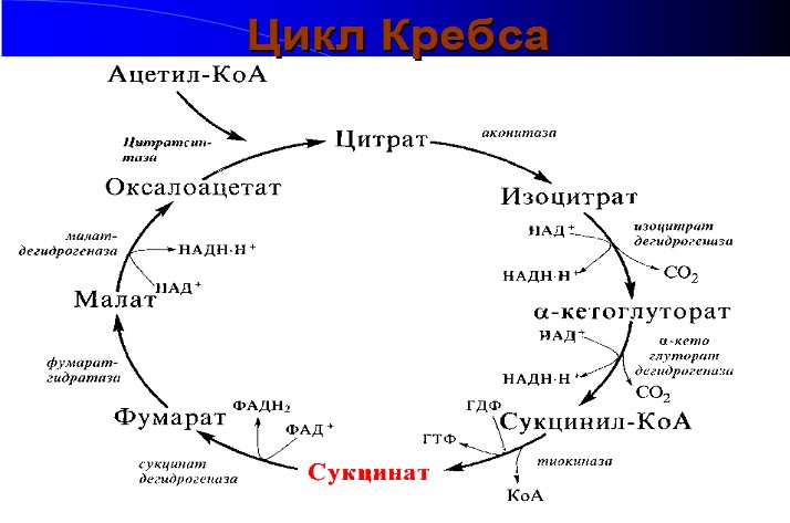 Цикл Кребса