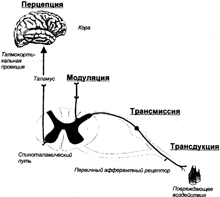 Физиологические процессы ноцицепции