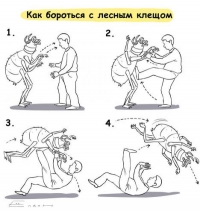 Один укус клеща может сделать человека инвалидом. Как обезопасить себя от «биологического оружия»?