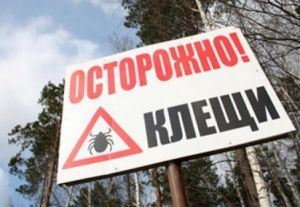 Как защититься от клещей. Что нужно знать, чтобы не стать жертвой кровопийцы