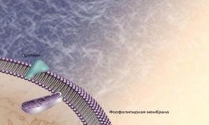 Коррекция окислительного стресса в периоперационном периоде